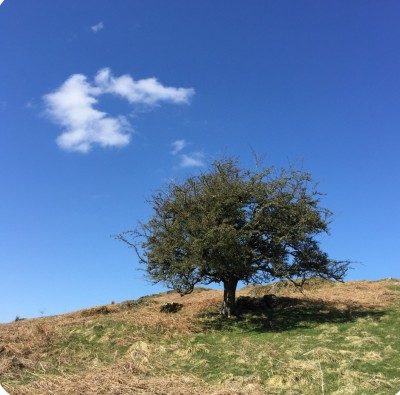 hawthorn with cloud