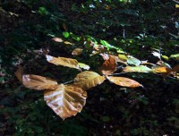 autumn beech leaves