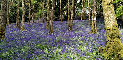 The bluebell woods